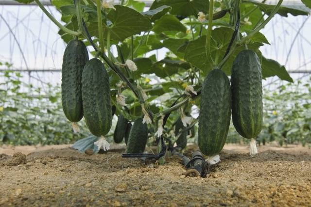 Foliar feeding of cucumbers during fruiting