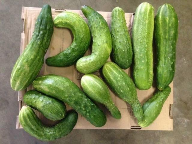 Foliar feeding of cucumbers during fruiting