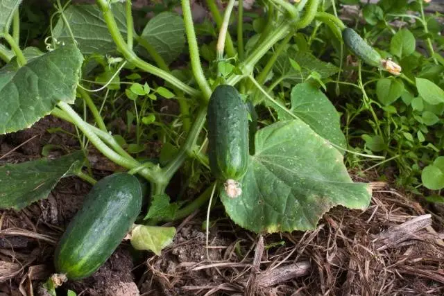 Foliar feeding of cucumbers during fruiting