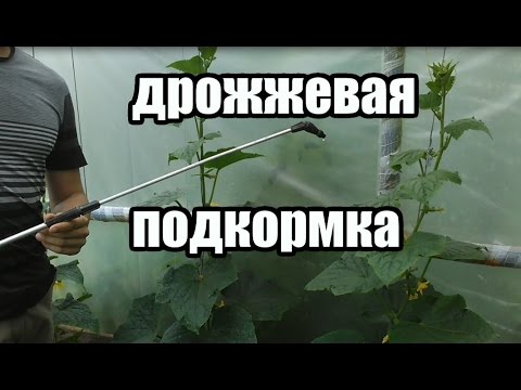 Foliar feeding of cucumbers during fruiting