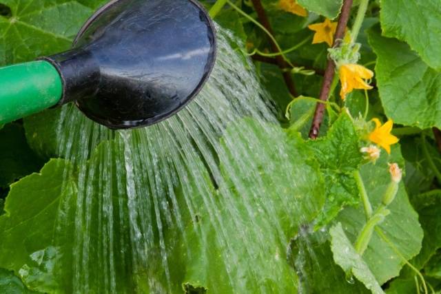 Foliar feeding of cucumbers during fruiting