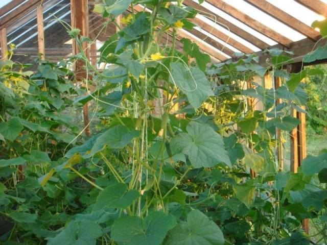 Foliar feeding of cucumbers during fruiting