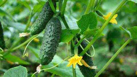 Foliar feeding of cucumbers during fruiting