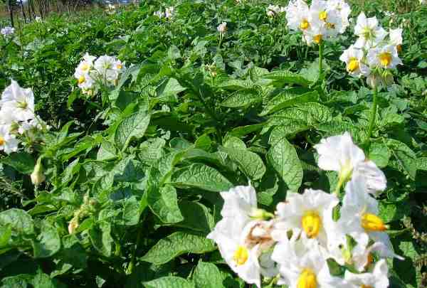 Foliar feeding of potatoes: timing, technique with photo