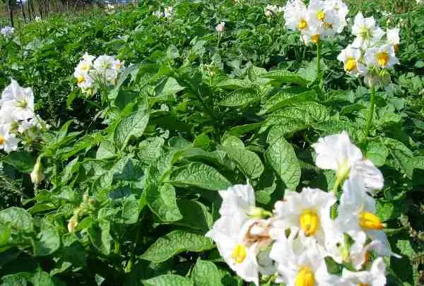 Foliar feeding of potatoes: timing, technique with photo