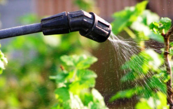 Foliar feeding of potatoes: timing, technique with photo