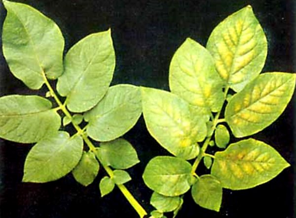 Foliar feeding of potatoes: timing, technique with photo