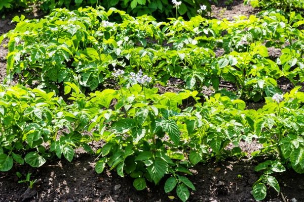 Foliar feeding of potatoes: timing, technique with photo