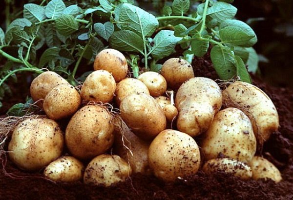 Foliar feeding of potatoes: timing, technique with photo