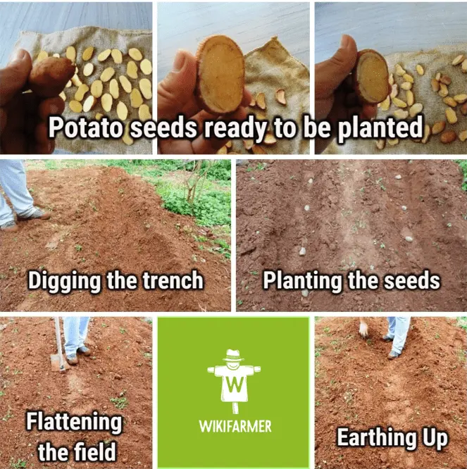 Foliar feeding of potatoes: timing, technique with photo