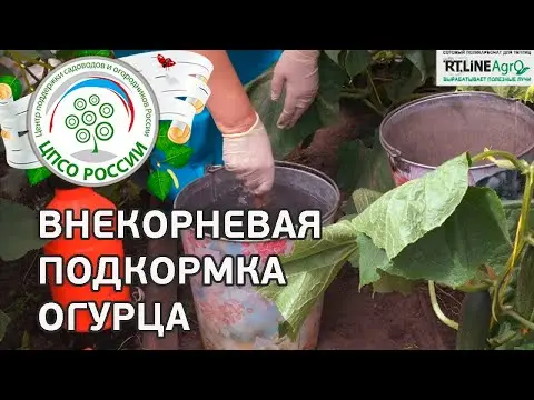 Foliar top dressing of cucumbers with urea, boric acid, calcium nitrate 