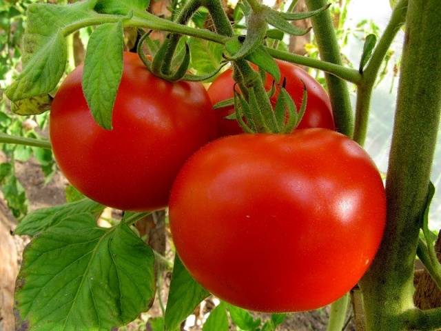 Foliar top dressing of tomatoes in the greenhouse 