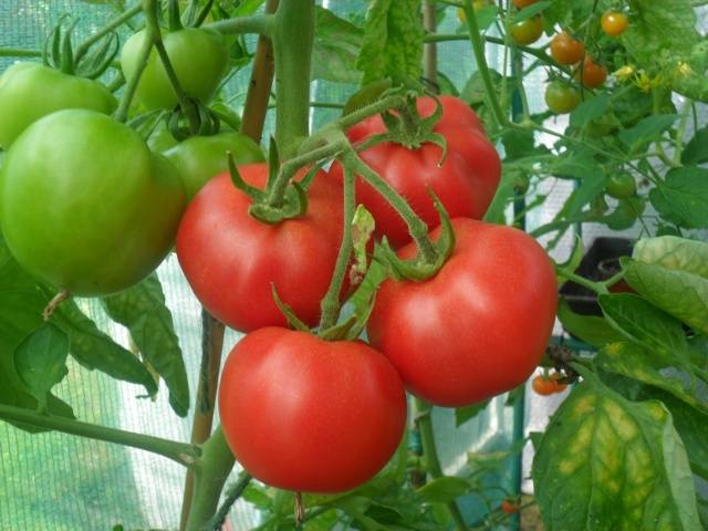 Foliar top dressing of tomatoes in the greenhouse 