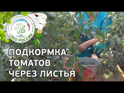 Foliar top dressing of tomatoes in the greenhouse 