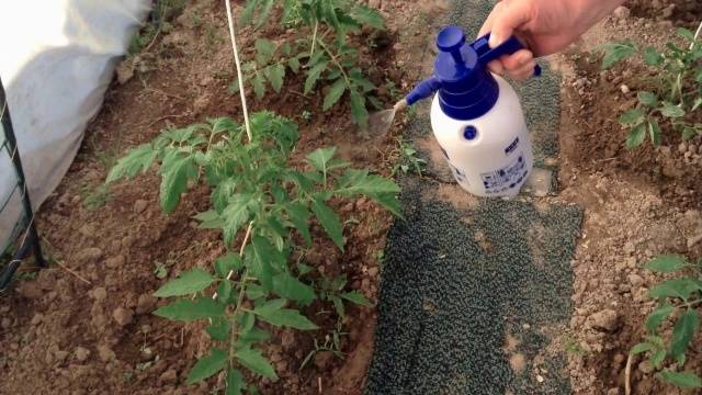 Foliar top dressing of tomatoes in the greenhouse 