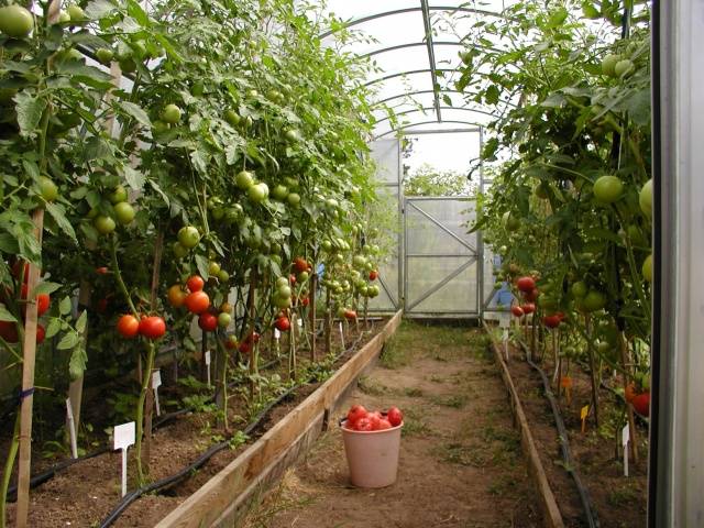 Foliar top dressing of tomatoes in the greenhouse 