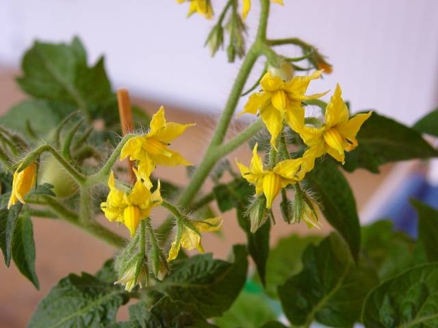 Foliar top dressing of tomatoes in the greenhouse 