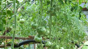 Foliar top dressing of tomatoes in the greenhouse 