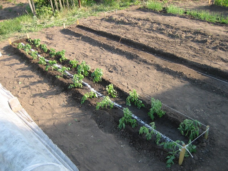 Foliar top dressing of tomatoes with boric acid - tips