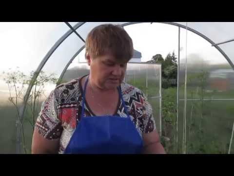 Foliar top dressing of tomatoes with boric acid - tips