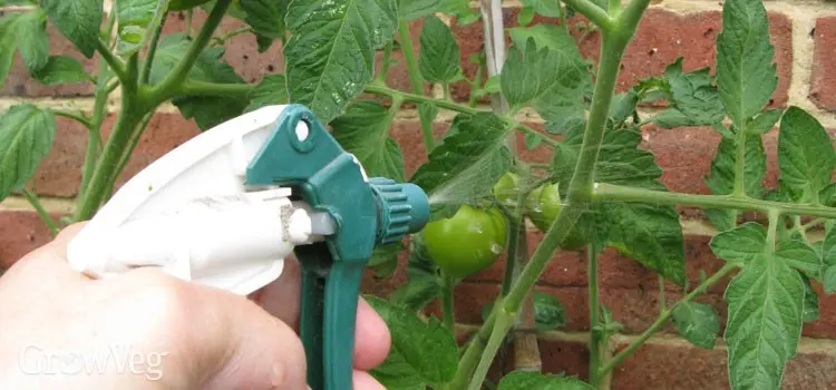 Foliar top dressing of tomatoes with boric acid &#8211; tips