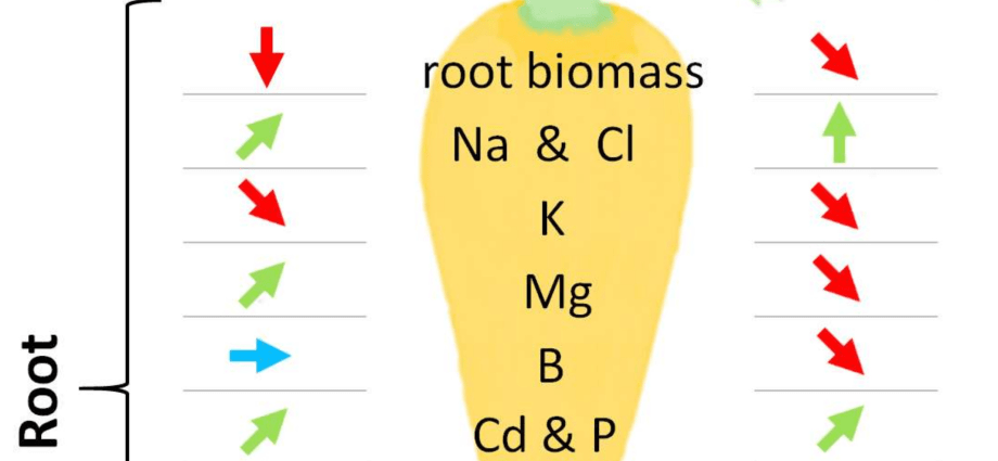 Foliar top dressing with ash: application rules