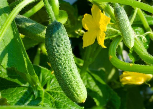 Folk remedies for feeding cucumbers