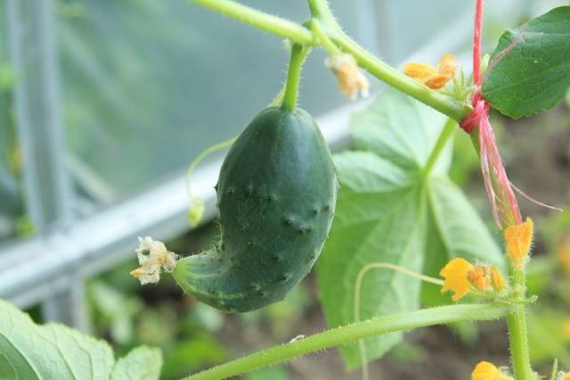 Folk remedies for feeding cucumbers