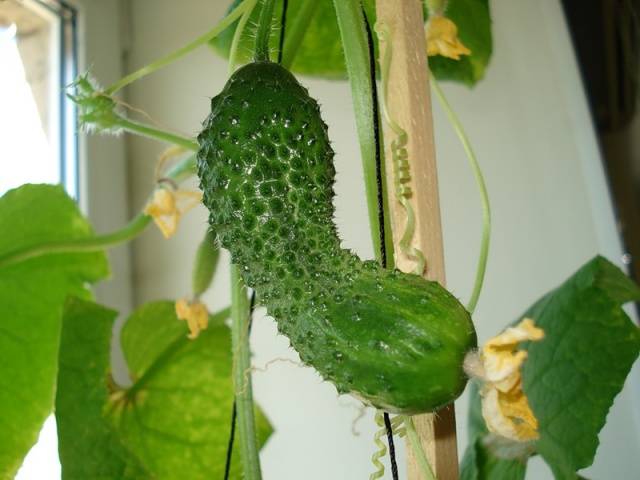 Folk remedies for feeding cucumbers