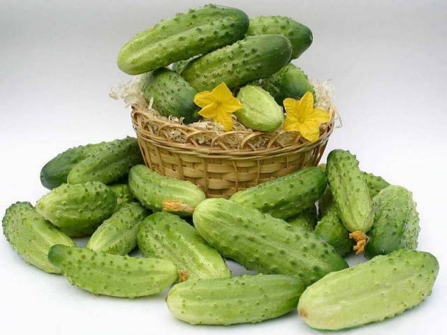 Folk remedies for feeding cucumbers