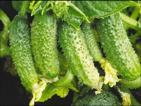 Folk remedies for feeding cucumbers