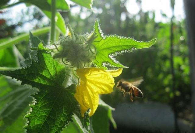 Folk remedies for feeding cucumbers