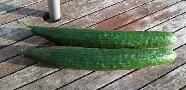 Folk remedies for feeding cucumbers