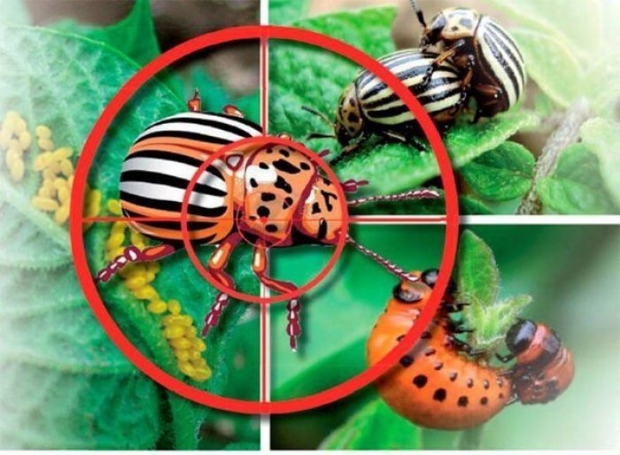 Folk remedies for the Colorado potato beetle: an overview