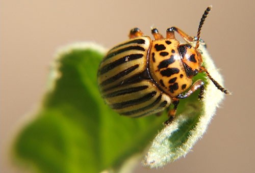 Folk remedies for the Colorado potato beetle: an overview