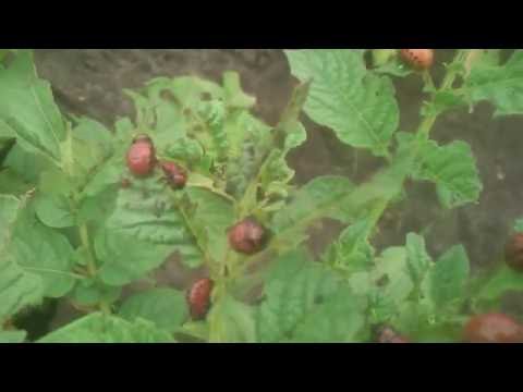 Folk remedies for the Colorado potato beetle: an overview