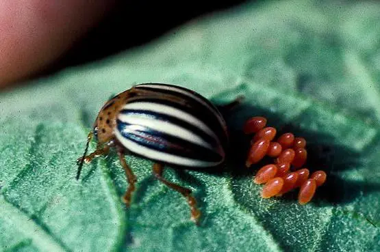 Folk remedies for the Colorado potato beetle: an overview