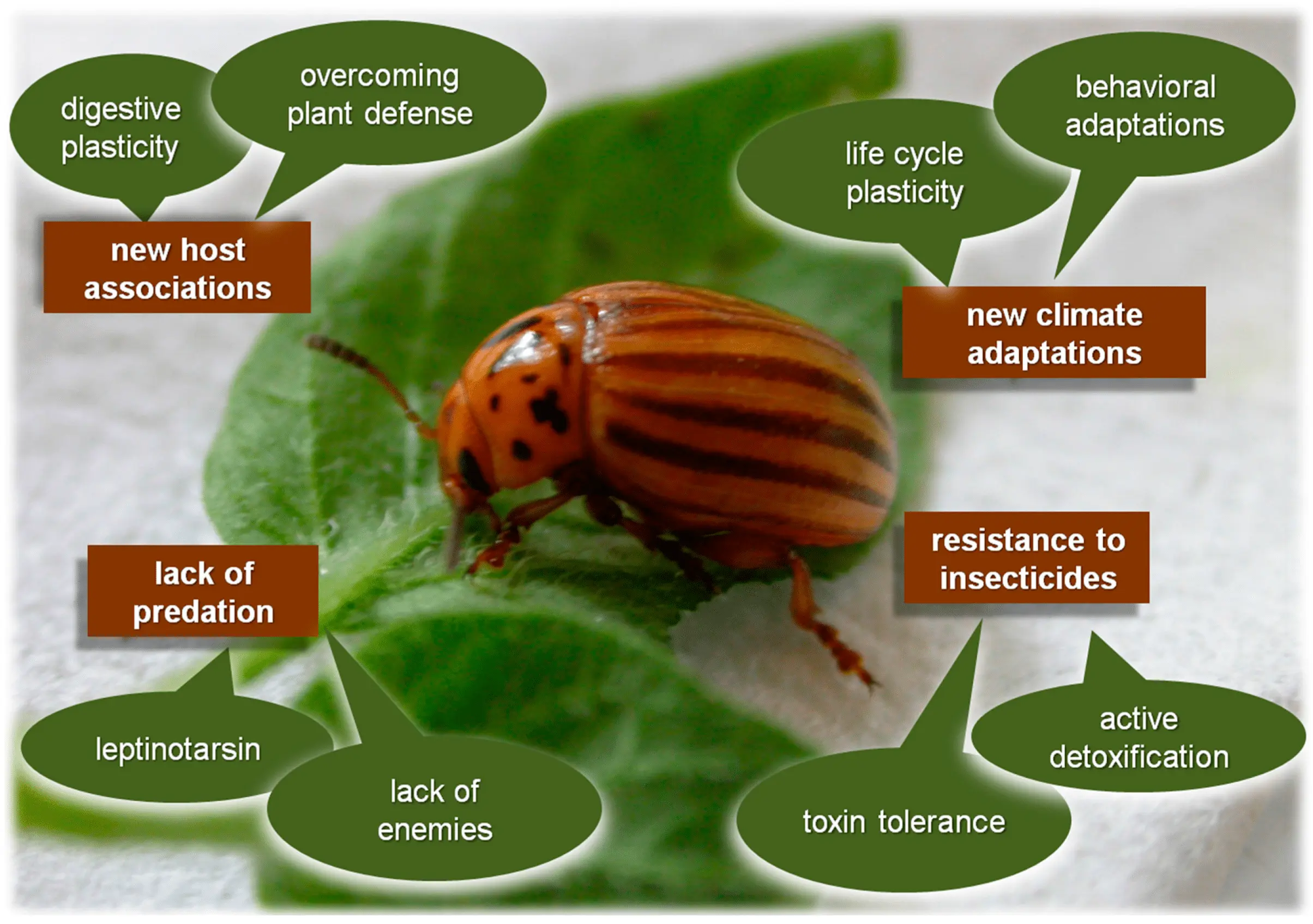 Folk remedies for the Colorado potato beetle: an overview