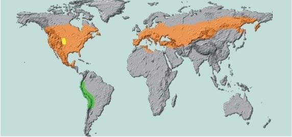 Folk remedies from the Colorado potato beetle 