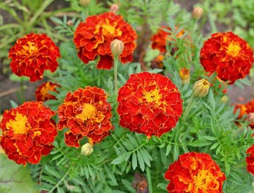 Folk remedies from the Colorado potato beetle 