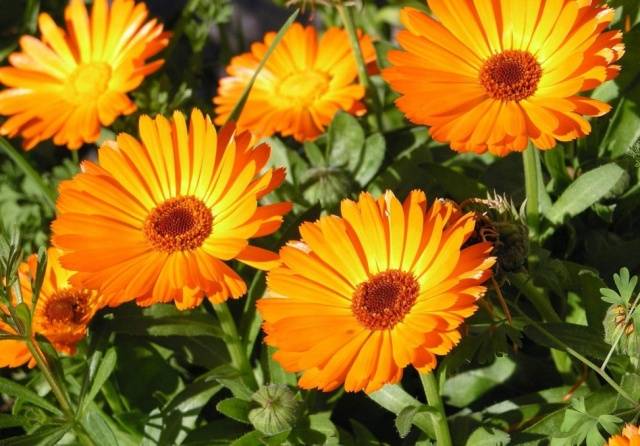 Folk remedies from the Colorado potato beetle 