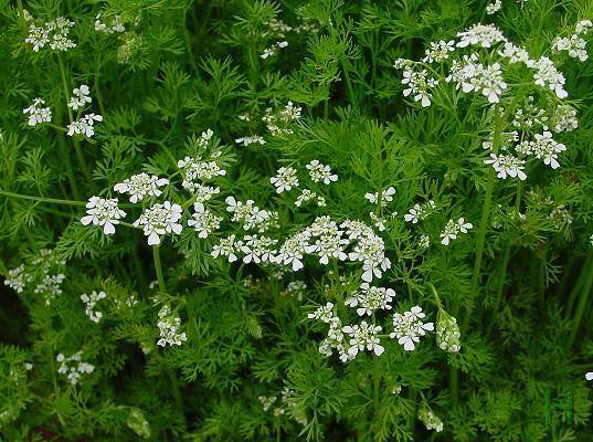 Folk remedies from the Colorado potato beetle 