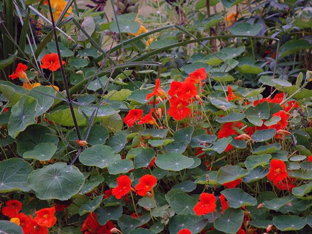 Folk remedies from the Colorado potato beetle 