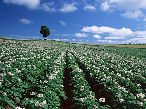 Folk remedies from the Colorado potato beetle 