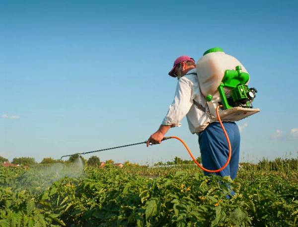 Folk remedies from the Colorado potato beetle 