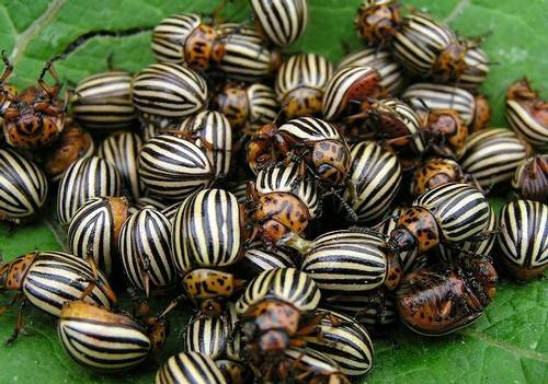 Folk remedies from the Colorado potato beetle 