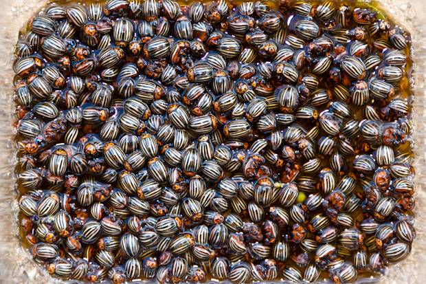 Folk remedies from the Colorado potato beetle 