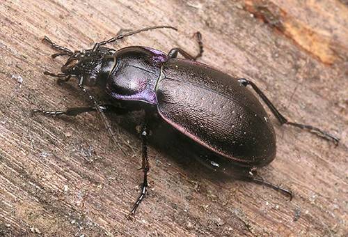 Folk remedies from the Colorado potato beetle 