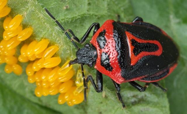 Folk remedies from the Colorado potato beetle 