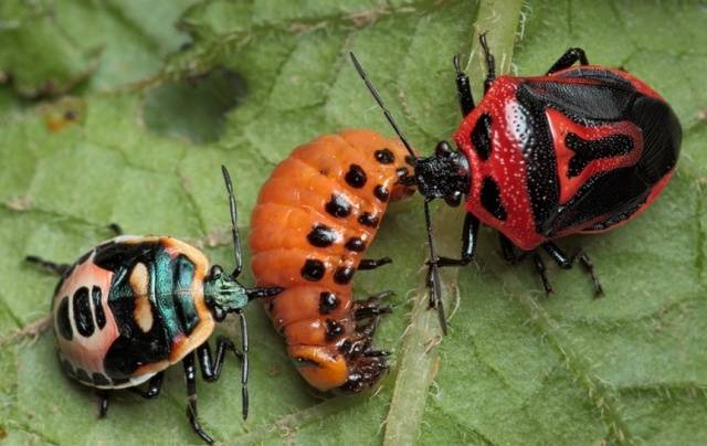 Folk remedies from the Colorado potato beetle 